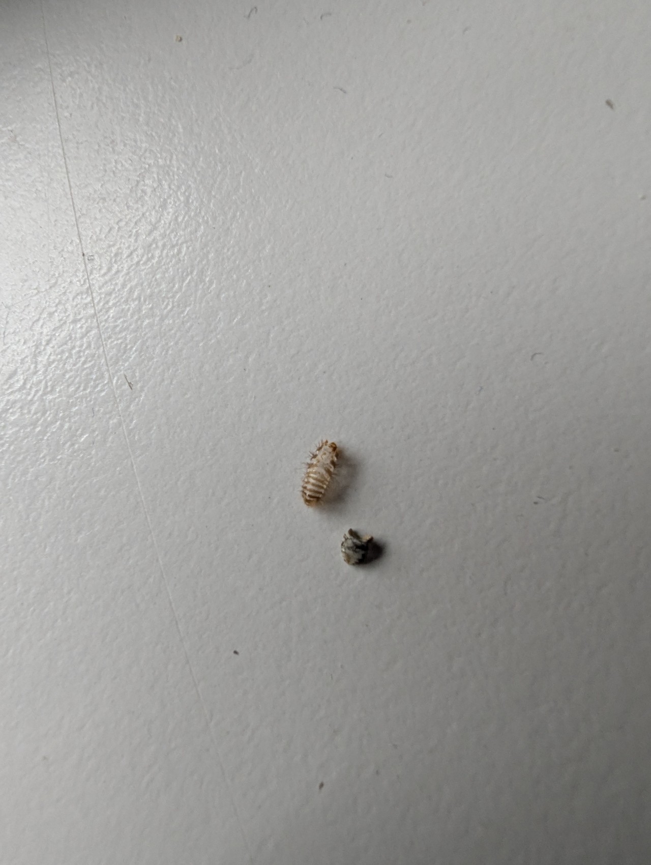 J’ai trouvé un bug pendant le nettoyage, littéralement